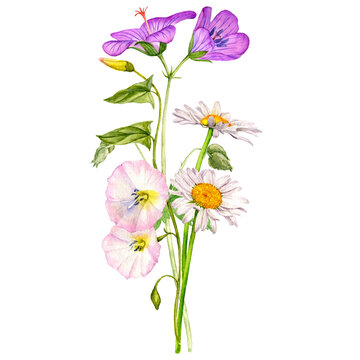 watercolor drawing bouquet of flowers, geranium, bindweed and daisy isolated at white background , hand drawn botanical illustration