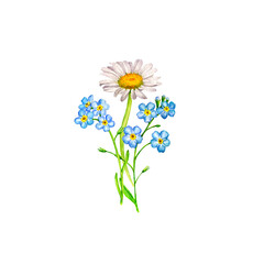 watercolor drawing bouquet of flowers, forget-me-not and daisy isolated at white background , hand drawn botanical illustration