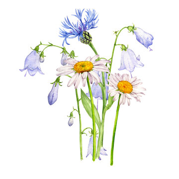 watercolor drawing bouquet of flowers, cornflower, lady bells and daisies isolated at white background , hand drawn botanical illustration