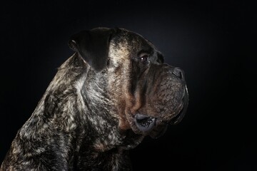 portrait of adult bullmastiff isolated on black background