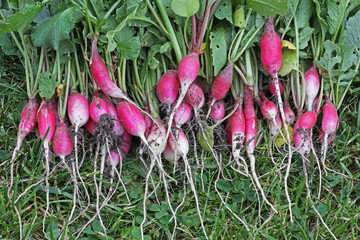 Radish - root garden plant, food