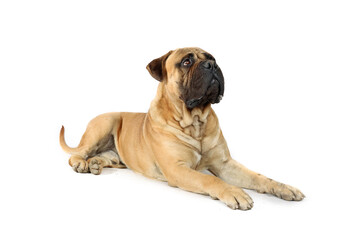 Obraz premium adult bullmastiff isolated on white background