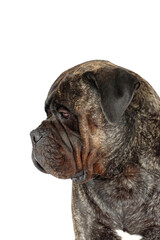 adult bullmastiff isolated on white background