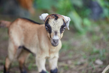 Close-up of kid goat on the farm