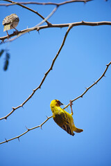 Rüppell’s Weaver(Ploceus galbula) seen at a cafe in the suburbs of Addis Ababa, Ethiopia, Africa