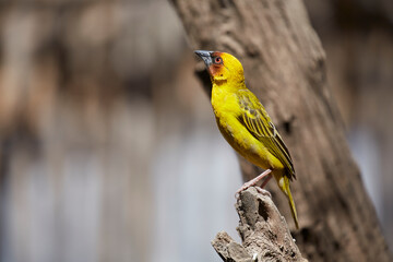 Rüppell’s Weaver(Ploceus galbula) seen at a cafe in the suburbs of Addis Ababa, Ethiopia, Africa