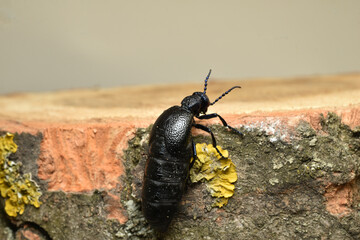 Side view of a poisonous black beetle Meloe proscarabaeus crawling onto a stump.