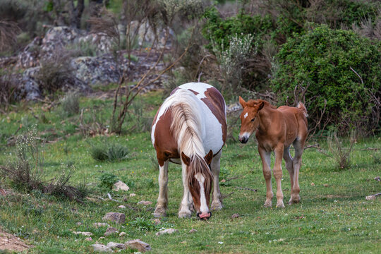 Mare grazing in the meadow with her foal. Carballeda Fresno, Zamora.