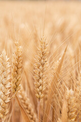 Harvest Wheat Field, Ears of wheat close up. 