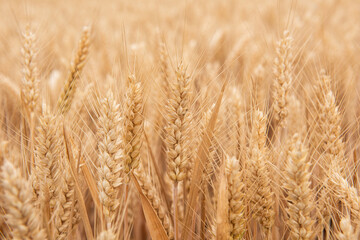 Harvest Wheat Field, Ears of wheat close up. 
