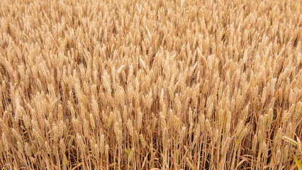 harvest golden wheat in the wheat field