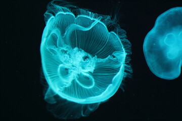 

Moon Jellyfish black background underwater