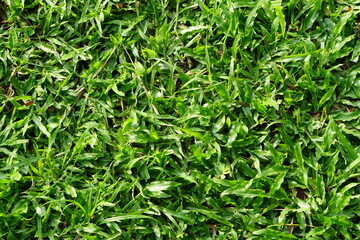 green grass background in football field