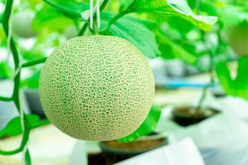 Young melons growing supported by string melon nets in greenhouse.  organic farm. Cantaloupe, Farm,...