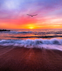 Inspirational Ocean Sunset Bird Nature Vertical