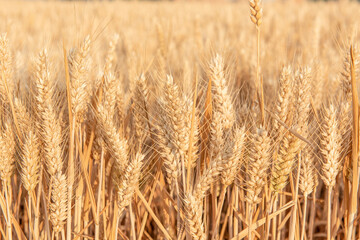 Rich harvest wheat field. Ears of golden wheat closeup.