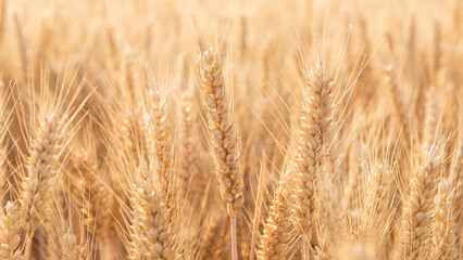 Rich harvest wheat field. Ears of golden wheat closeup.