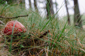 Amanita muscaria
Fungi