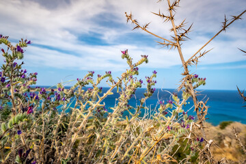 Summer landscape in Cyprus. Grass flowers close-up on the background of the sea