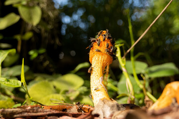 Golden orange stinkhorn fungi, phallus indusiatus, with the smell of carrion attracting flies and insects.