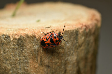 A view of a red bug called a soldier climbing a stump.
