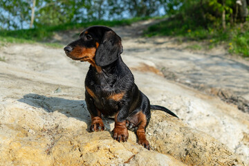 Young dachshund resting and chilling.