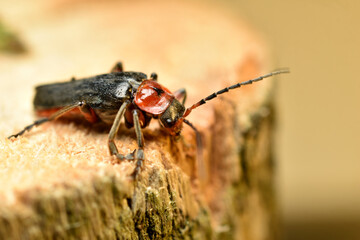 A firefighter beetle or soft beetle is shot close-up sitting on a stump.