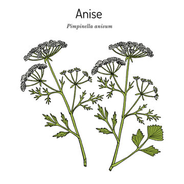 Anise Pimpinella anisum , edible and medicinal plant
