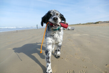 Close up of a dog on the beach carrying a toy and loughing of joy