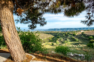 Summer landscape in rural Cyprus. View of the fields, forest and mountains through the branches of a coniferous tree