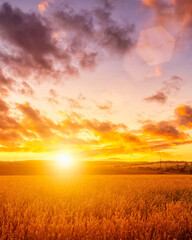 Plakat Sunset or sunrise in a rye or wheat agricultural field in summer.