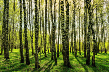 Grove of birches with young green leaves at sunset or sunrise in summer.