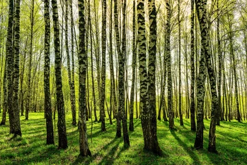 Poster Grove of birches with young green leaves at sunset or sunrise in summer. © Eugene_Photo