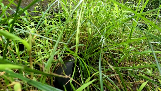 Camera movement through the weeds in the yard, the leaves are small and pointy green
