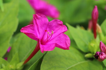 日本の秋の庭に咲くピンク色のオシロイバナの花