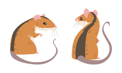 Field Mouse as Small Rodent with Long Tail and Dorsal Black Stripe Sitting Vector Set