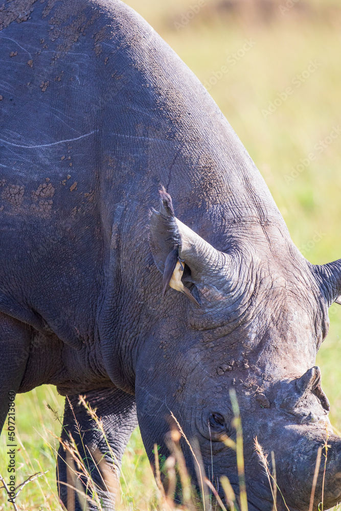 Canvas Prints Black rhino and a eating oxpecker in the ear