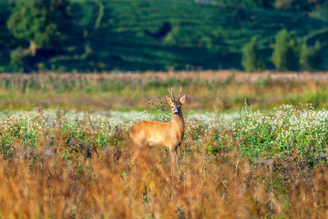 Roebuck on a flowering meadow looking at the camera