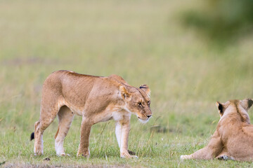 Fototapeta na wymiar Lion Cubs on the savanna