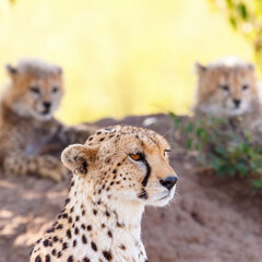 Fototapeta premium Close up of a Cheetah with their cubs in the background