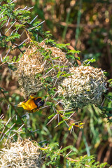 Obraz premium Village weaver hangs under a bird's nest