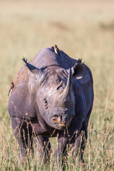Black rhinoceros with yellow-billed oxpeckers