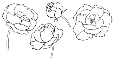 Watercolor black outline peony flowers illustration element