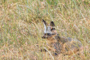 Bat-eared fox lying in the dry grass on the savanna
