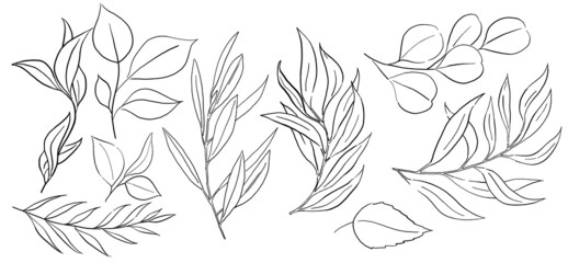 Black Outlines botanical leaves illustration isolated