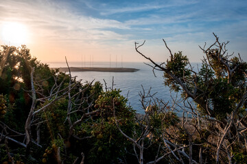 Fototapeta premium Summer landscape in Cyprus. Grass flowers close-up on the background of the sea