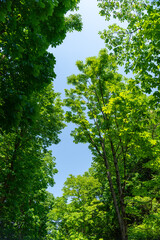 林の中から見上げた空