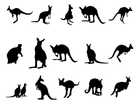 Black kangaroo Royalty Free Vector Image. Kangaroo Black kangaroo Vector Image. Kangaroo Vector Art and Graphics