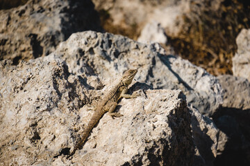 Portrait of a Cypriot lizard on a white stone. Natural habitat