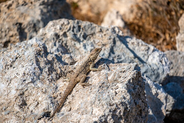 Portrait of a Cypriot lizard on a white stone. Natural habitat